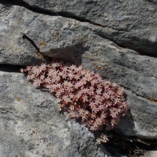 Sedum hispanicum